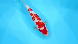 若鯉直前販売会2026】AJYKS2026-007の出品鯉のご紹介！！ - YouTube