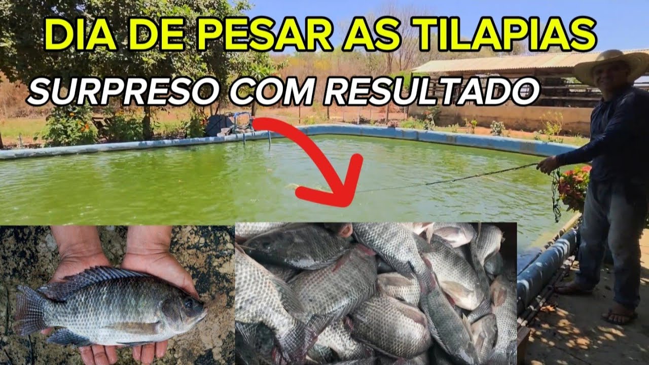 PESCANDO E PESANDO AS TILAPIAS.  