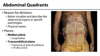 Inguinal Region, Peritoneum and Intestines LO 1 - Abdominal Quadrants