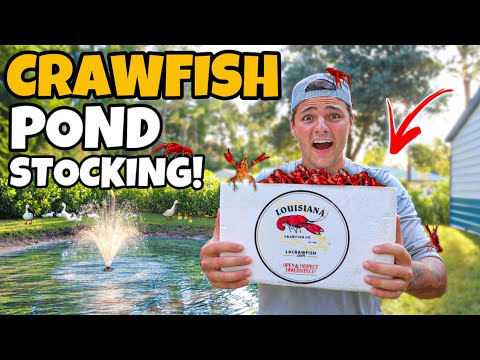 STOCKING My POND with POUNDS of LIVE CRAWFISH!! (crazy)