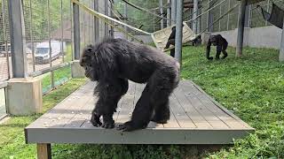 Chimps in their Outdoor Enclosure