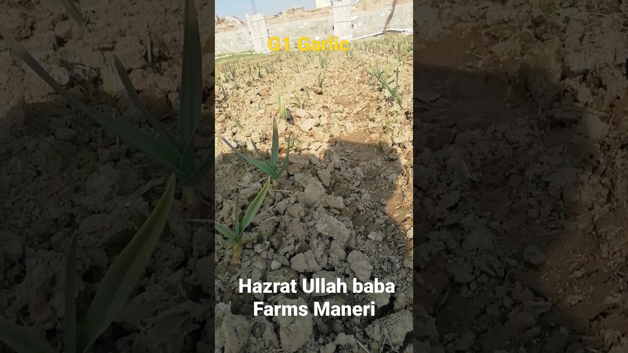 G1 Garlic sowing in November 