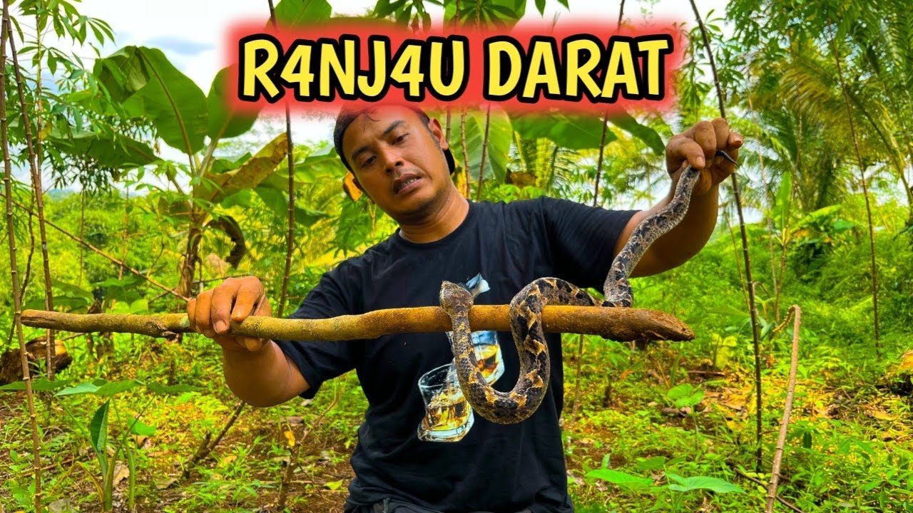 UL4R GIBUG KITA TEMUKAN SAAT SEDANG MENCARI SAR4NG KING COBR4 ||