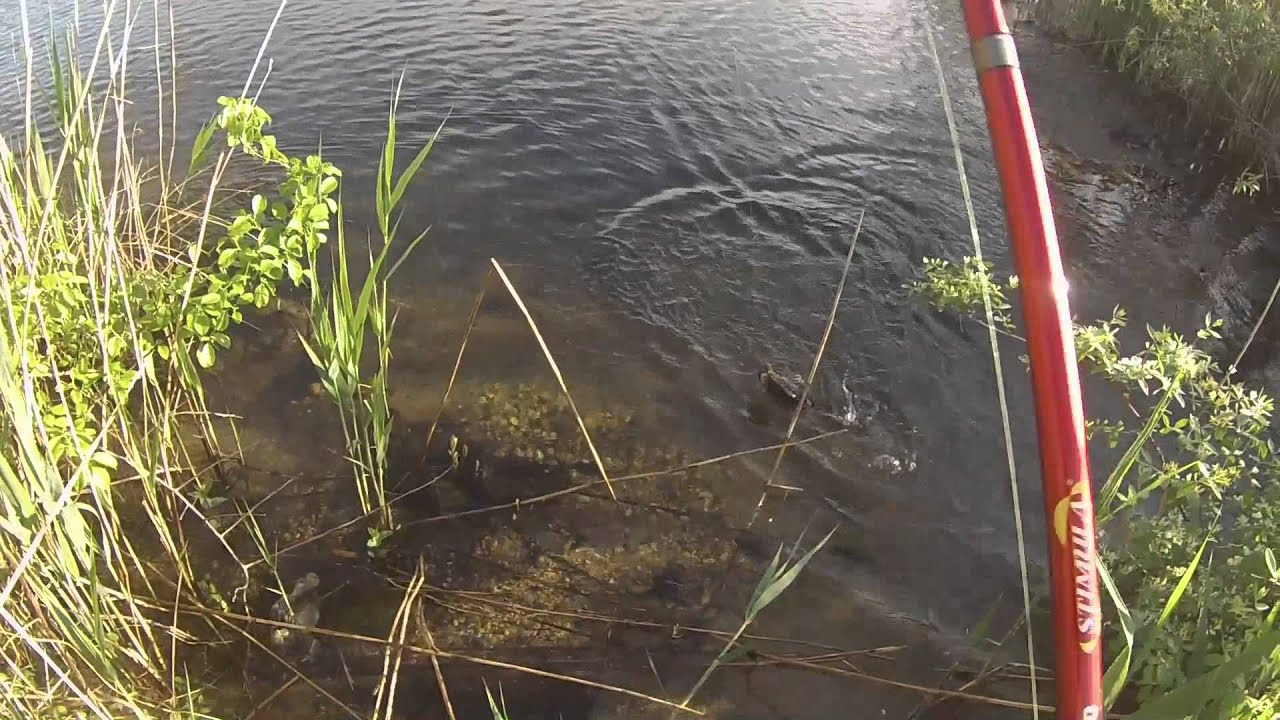 Long Island Bass Fishing Largemouth From Shore YouTube