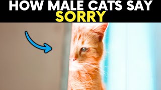 How Do MALE CATS Say SORRY To Their Humans?