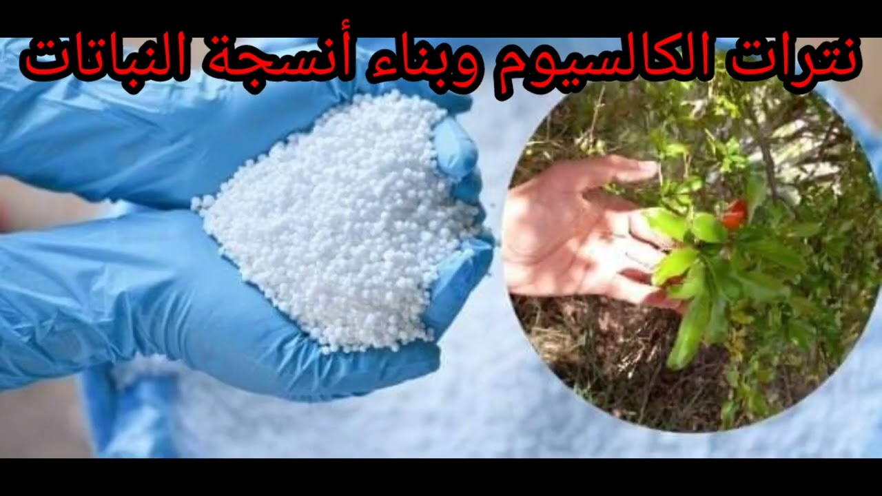 سماد نترات الكالسيوم اقوى مغذي للنباتات 💪🏅بناء الأنسجة وزيادة صلابة الثمار