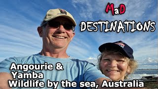 Angourie & Yamba -Wildlife by the sea, Australia