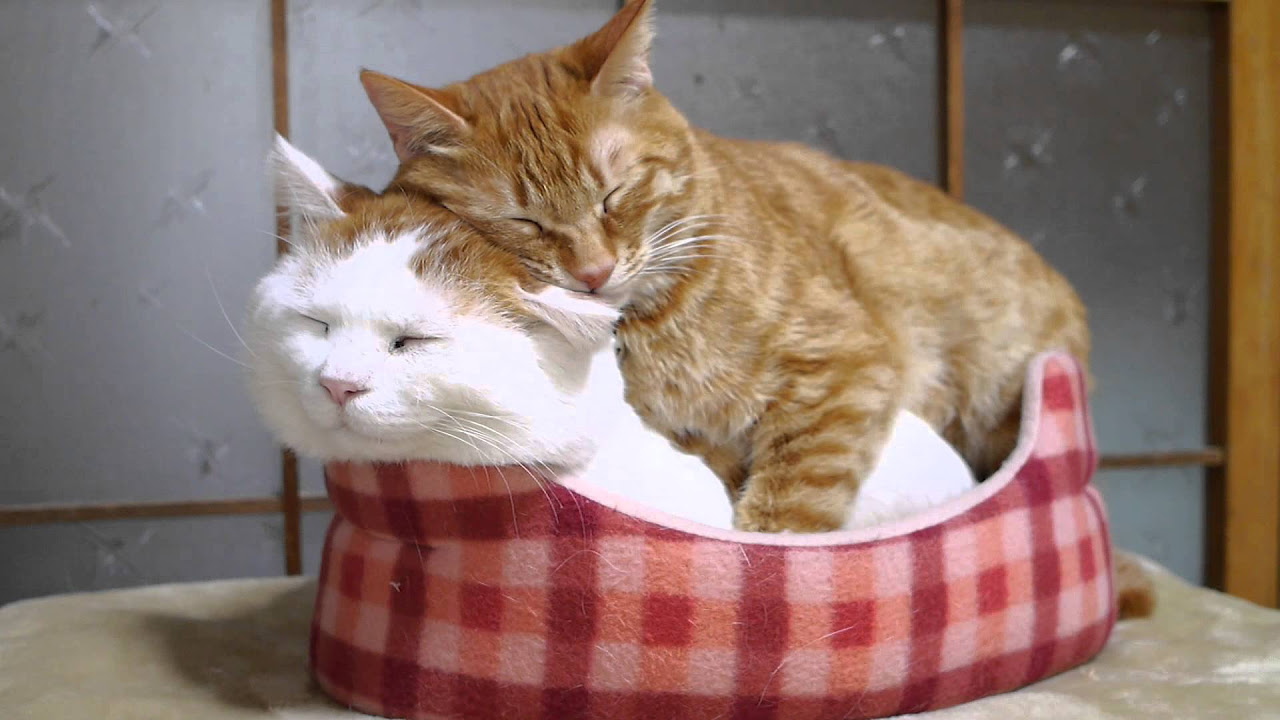 蓮くじらと綿毛猫くじら【イチゴchan】 mqdefault.jpg