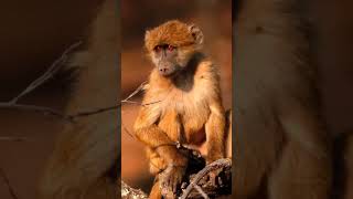 more about Thrive. Our newest continuing development course in Africa for vets and nurses.