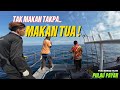 Gasak tenggiri awal pagi sebelum ribut. SAIZ TUA !! Tuas Pulau Payar