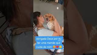 #cachorro #pets