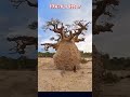 ஆபிரிக்காவின் அதிசய மரம் 🌳 |#tamilshortsviral  #shortsfeed #nature  #tamil #tree