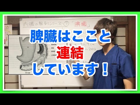 内臓の解剖シリーズ第７弾「脾臓の解剖学」