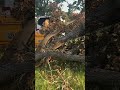One of the craziest lightning ⚡️ struck trees I’ve seen https://www.texastreetrimmers.com