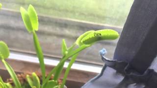 Venus Fly Trap Feeding (Slow Motion)