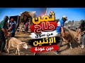 Sheep Prices Today From The Ain Aouda Monday Market Have Prices Dropped 