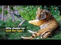 Pourquoi devrionsnous sauver le tigre 