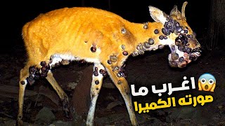 الأشياء الأكثر غرابة التي صورتها كاميرات الغابات .. اشياء نادرة حقا