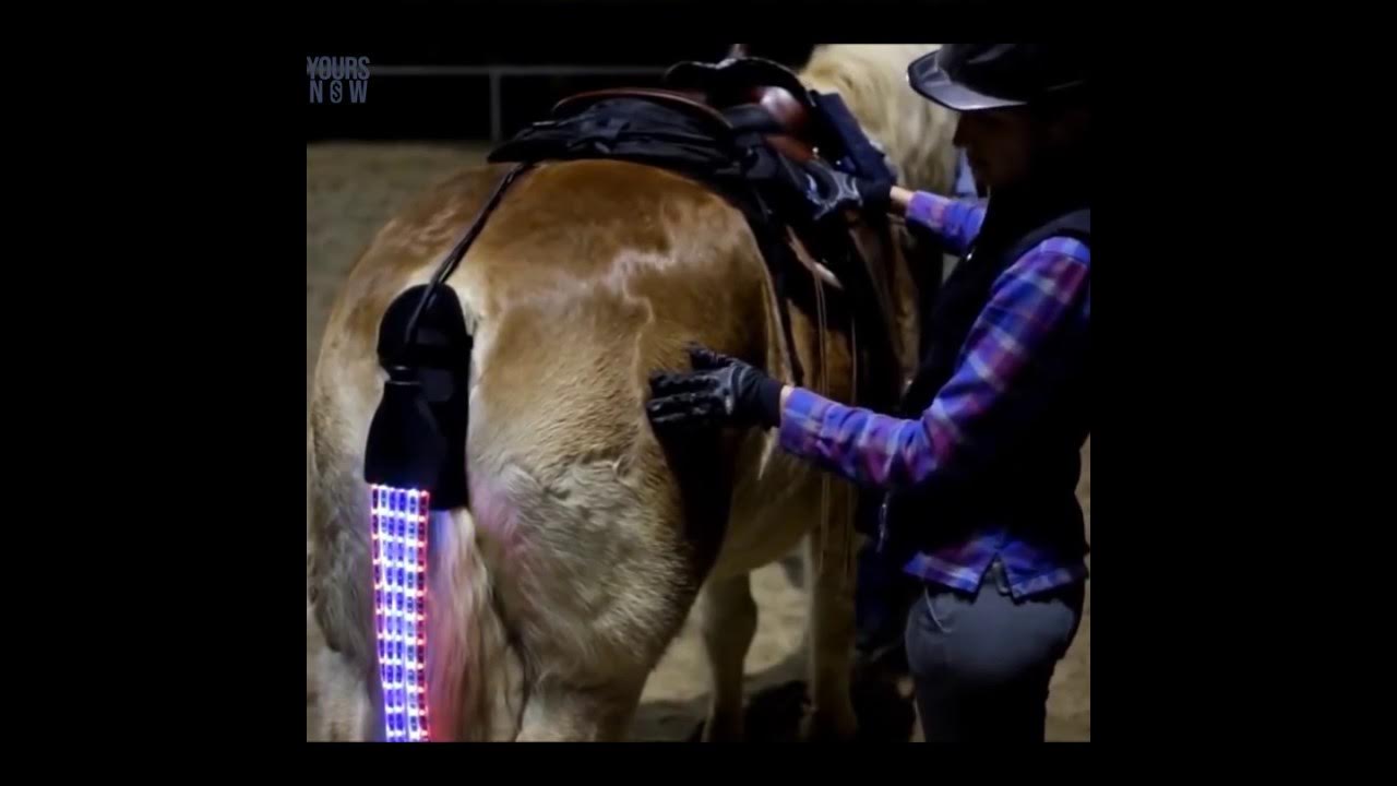 LTLHorse™ LED HORSE TAIL LIGHTS YouTube