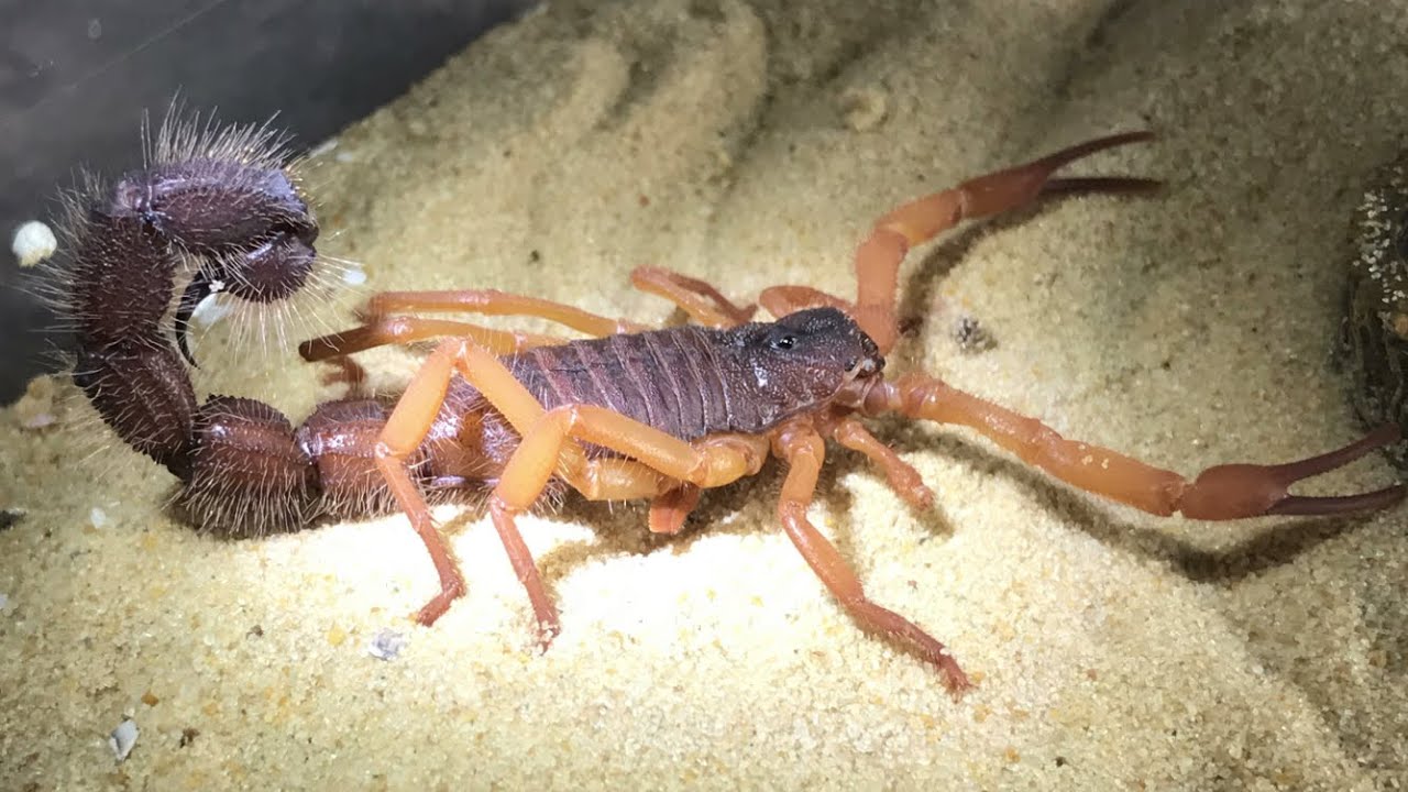 1.0 Parabuthus Villosus Orange Morph ( First Feed After Molt