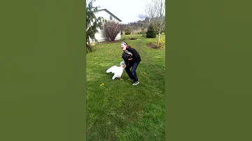 Guard Goose Attack 