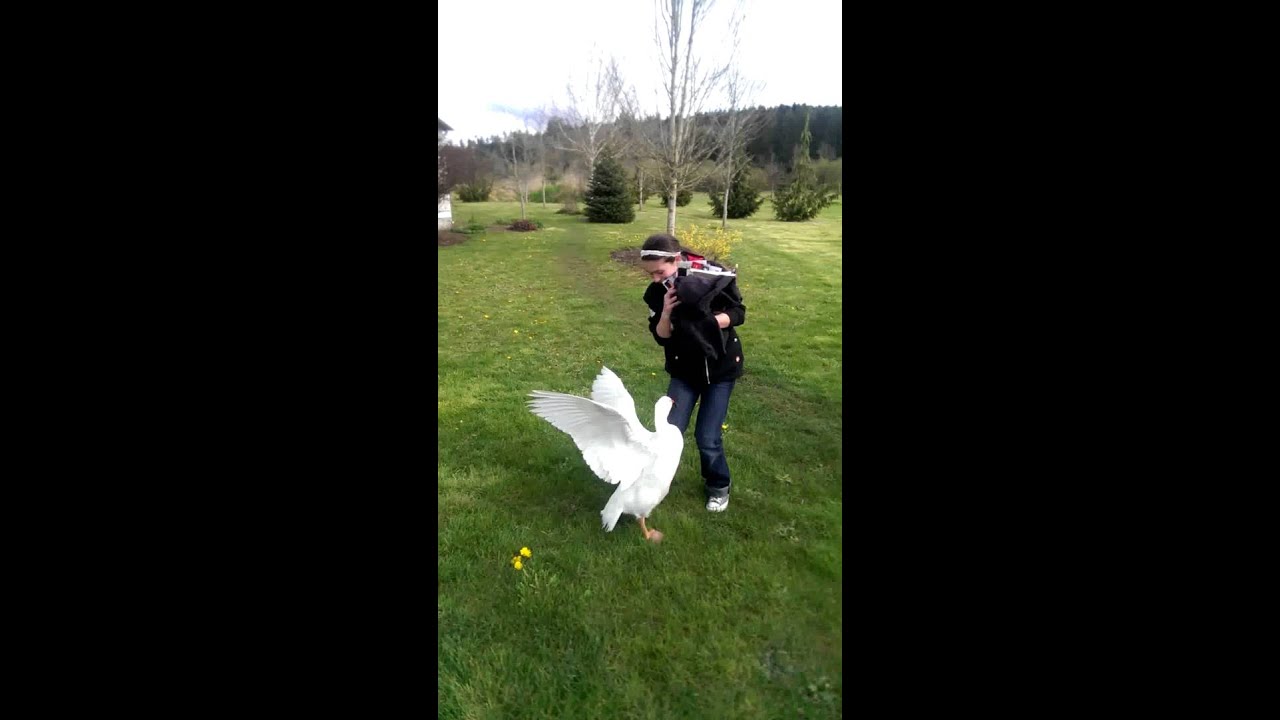 Guard goose attack.