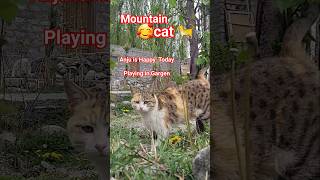Happy Cat Anju in Spring Garden 🐱 | Peaceful Village Life in Hunza  | Dandelion Flower Vibes#shorts