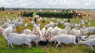 Creative Methods for Raising & Feeding Goats on a Freerange Farm! Harvesting Organic Food for Goats