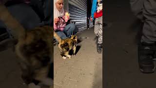خلودة لقى قطة بالشارع وطعماها فشار😱