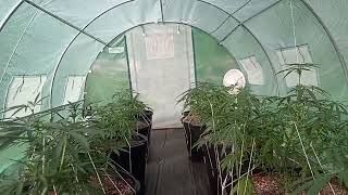 Outdoor grow 2022 update #7
