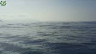 DELFINI 2022 Yoghi