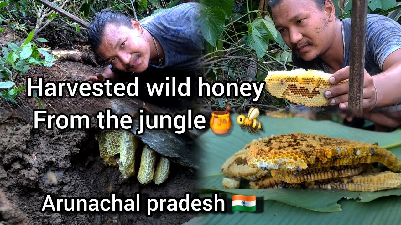 Harvested wilf honey from the jungle || Arunachal pradesh INDIA 🇮🇳 ♥️ ❤️ 