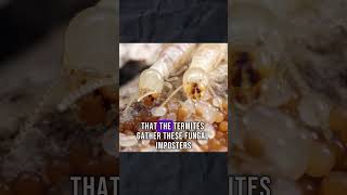 The Fungal Trojan Horse: Termite Balls Explained #termitecolony