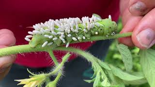 Tomato Hornworms & the Braconid Wasps That Turn Them Into Zombies