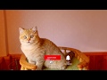 British shorthair Golden ny11 Russian