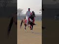 Wah ghora wah rider chniaz horsesloverspakistan