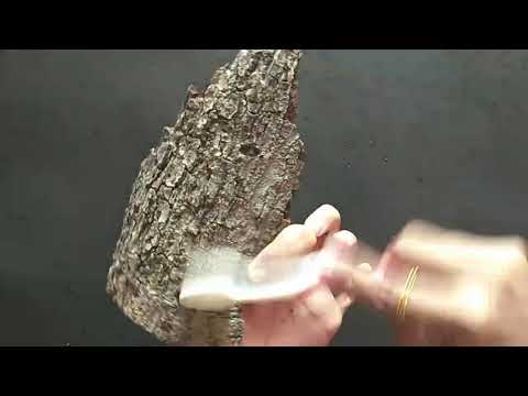 Painting a wood bark / #flowersonabark