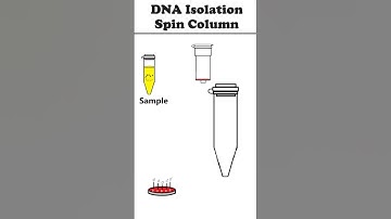 DNA Isolation: Spin Column Method #animation