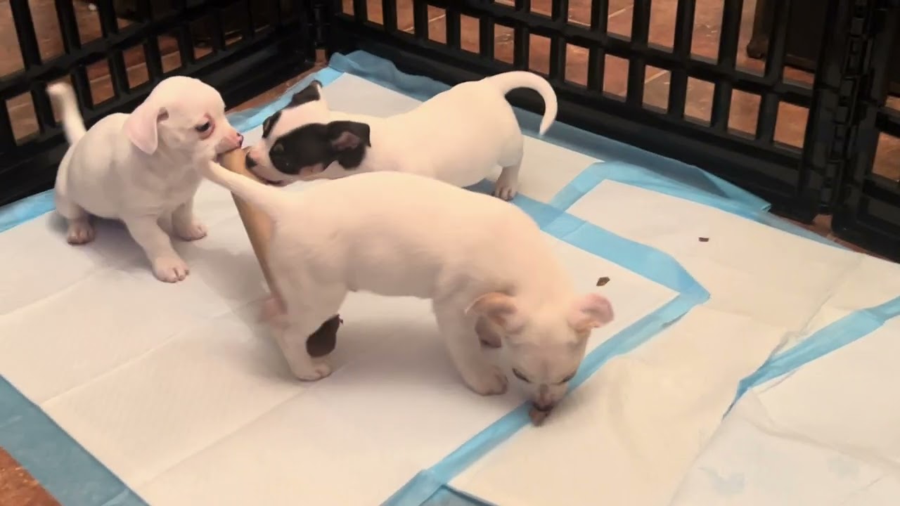 Puppy Cam! T Puppies Day 2 Charming Pet Rescue 
