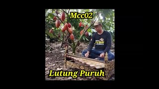 Rindik Tiga Pelvis - Lutung Puruh