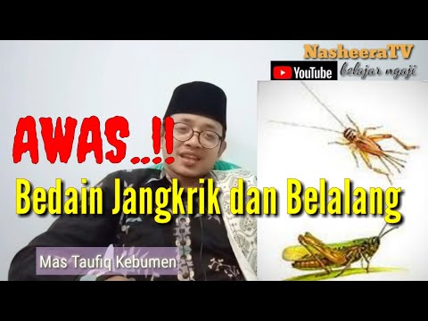 Video: Apakah jangkrik itu belalang?
