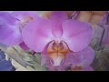 ОБИ. Обзор орхидей. Много красивых камбрий. Есть уценки. 26,07,2018