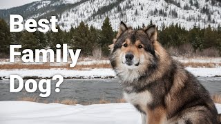 The Chinook: The Most Underrated Dog Breed