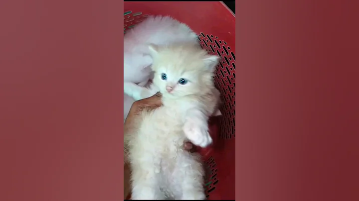 Watch the video about Beautiful persian kittens beautiful persian cat #youtubeshorts #shorts😻😻🥰kitten daddy