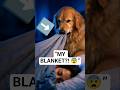 Why Dogs Steal Your Blanket 😳🐶