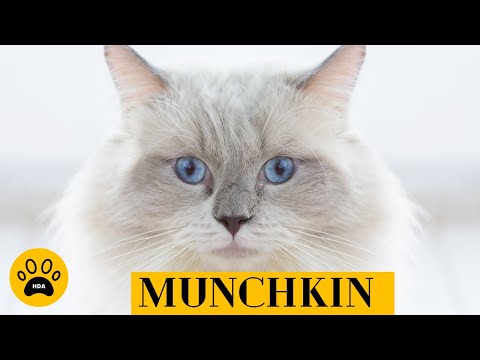 Vidéo: Race De Chats Munchkin: Une Description De L'apparence, Des Photos, Des Caractéristiques De Caractère Et De Comportement, Comment Choisir Un Chaton, Des Critiques Des Propriétaires