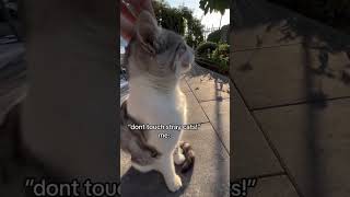 Who else😩😍??#catsareawesome #cute #yotube #cattos #shorts #video