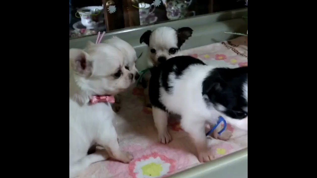 北海道のロングコートチワワ 女の子 21 03 25生まれ ほとんど ホワイトカラーです 子犬id ブリーダーナビ