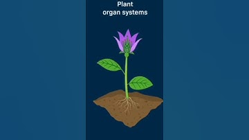 Flowering Plants Explained in 3D Animation #floweringplants #biology #3d