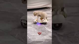 Funny Cat Riding Scooter
